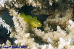 Marsa Alam, Egypt. 100mm macro. by Luigi Carta 